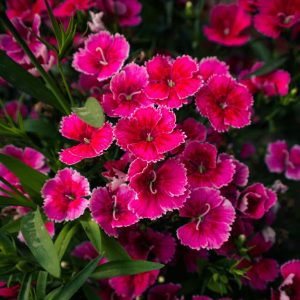 Dianthus Flower