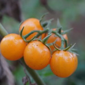 Tomato - Cherry Sun Gold
