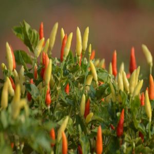 GagnamukhiChilli (Suryamukhi Chilli)