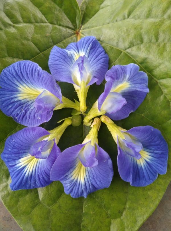 Buy Rare Seeds – Aristolochia Elegans (Elegant Dutchman’s Pipe / Calico Flower) – 50 Seeds