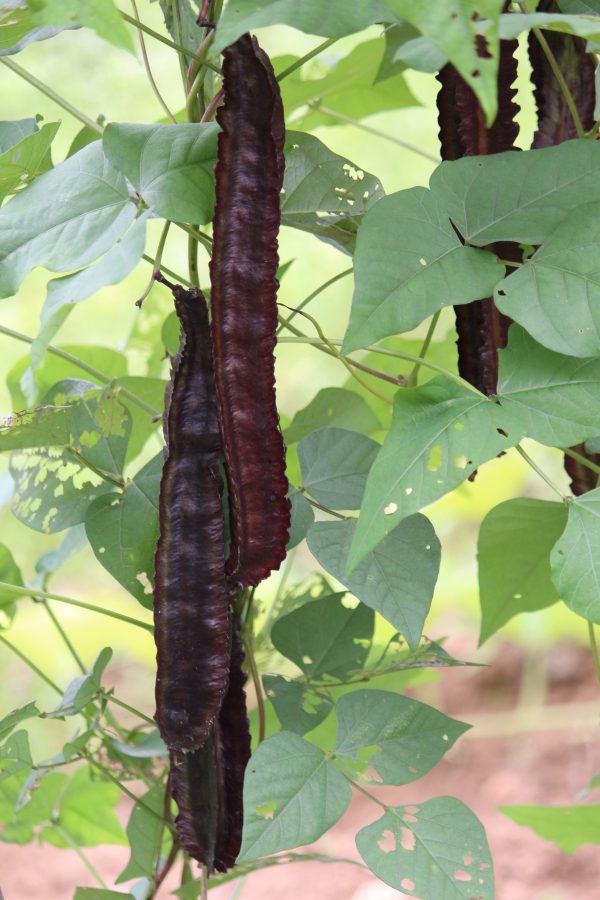 Purple Winged Beans - Image 2