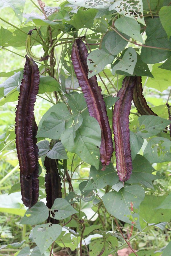 Purple Winged Beans
