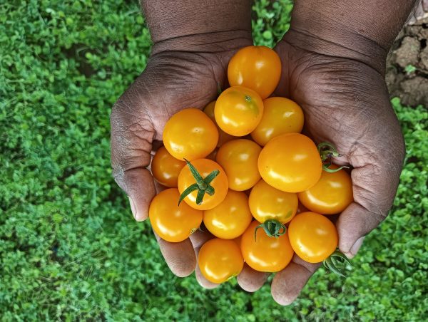 Tomato Galina Cherry
