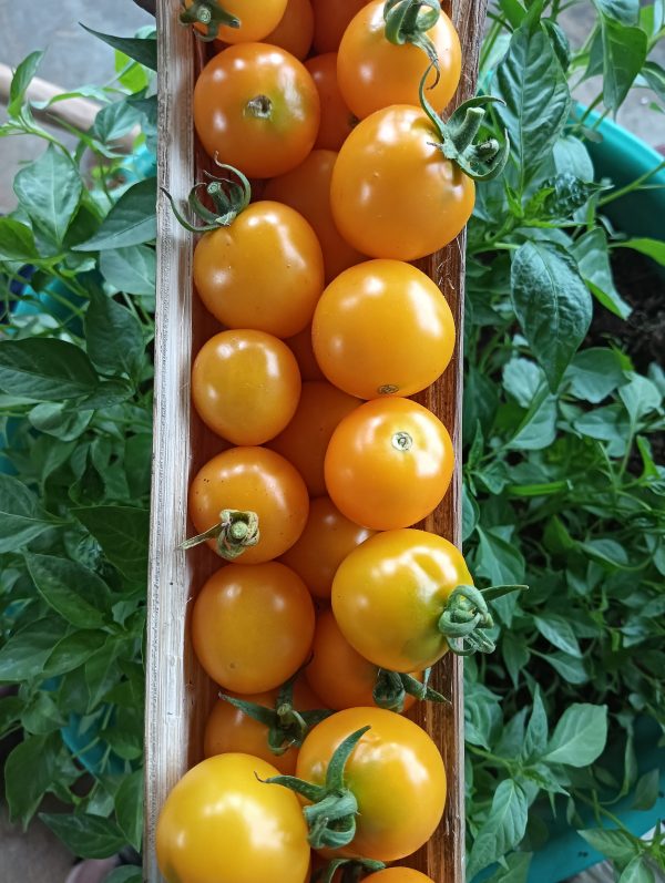 Tomato Galina Cherry - Image 3