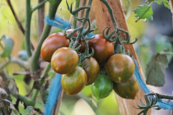 Tomato Tigris - Image 3