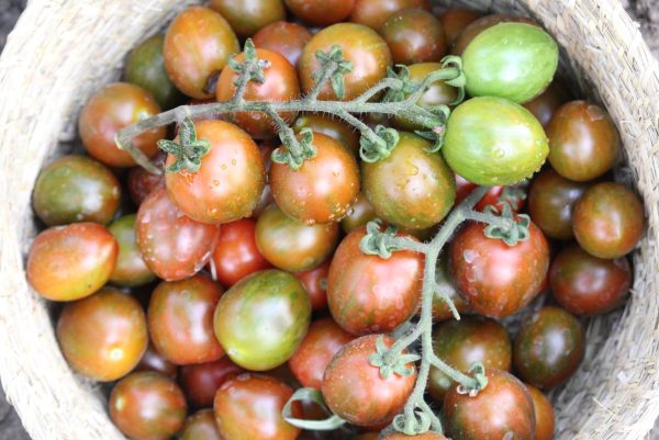 Tomato Tigris - Image 4