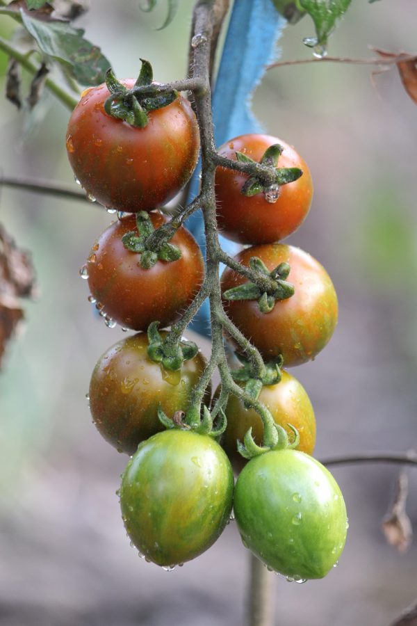 Tomato Tigris
