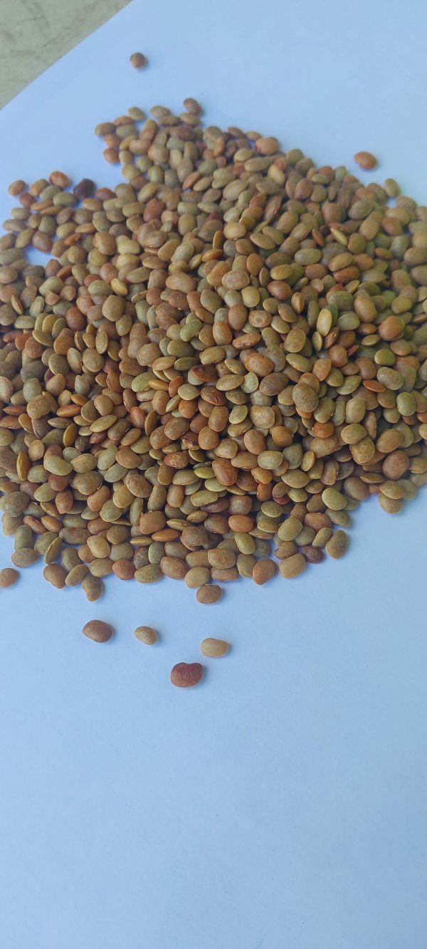 Horse Gram - Image 2