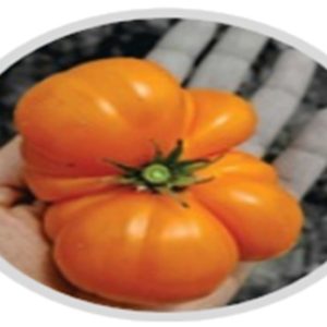 Tomato Yellow Brandywine