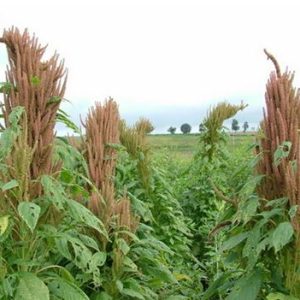 Grain Amaranth / Rajgira