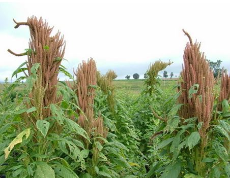 Grain Amaranth / Rajgira