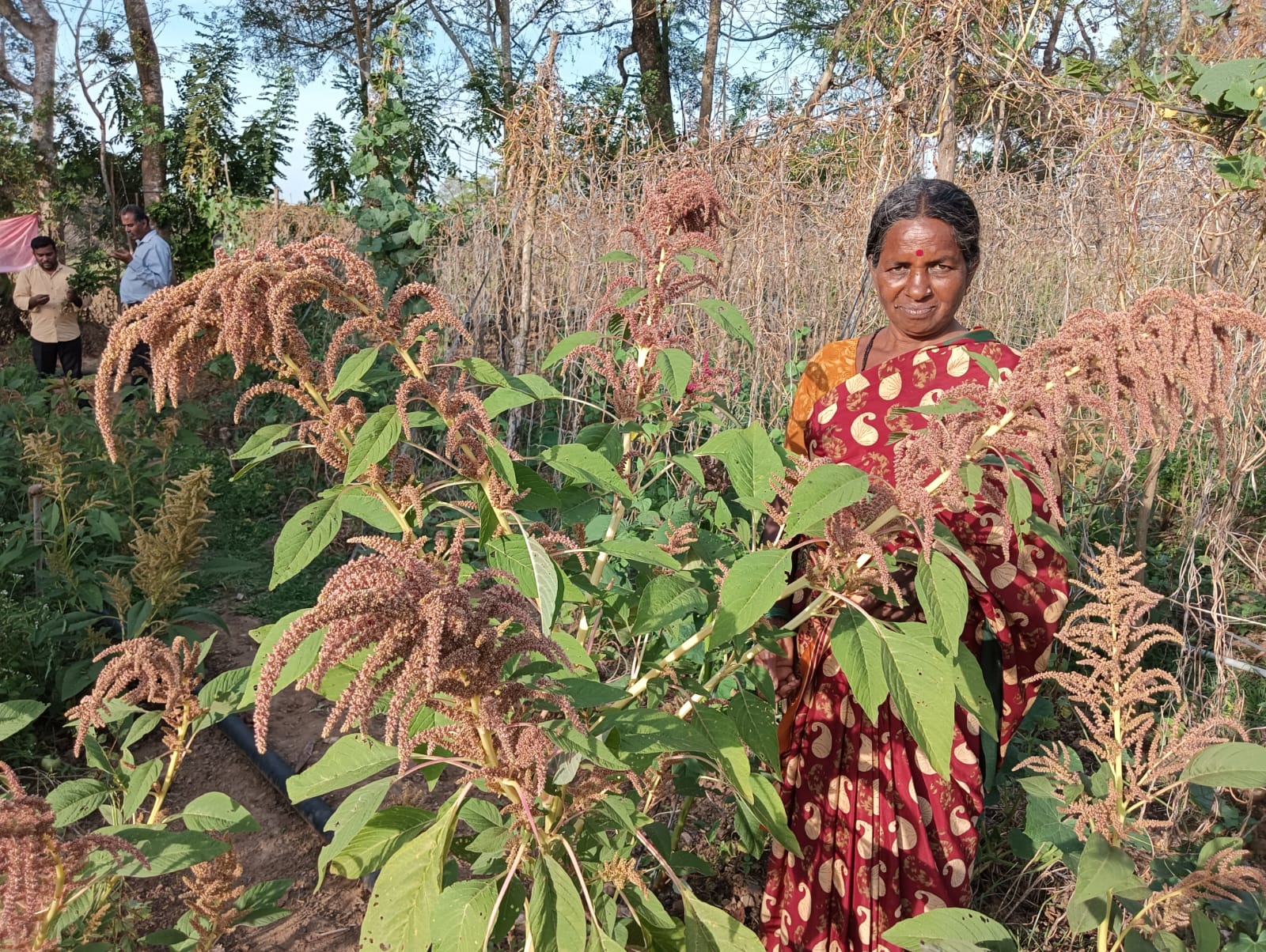 Grain Amaranth / Rajgira - Image 2