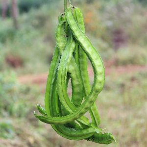Winged Beans Long