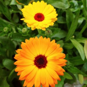 Calendula Mix Flower