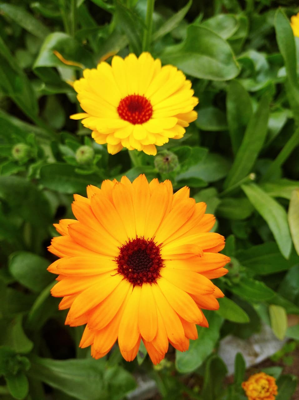 Calendula Mix Flower
