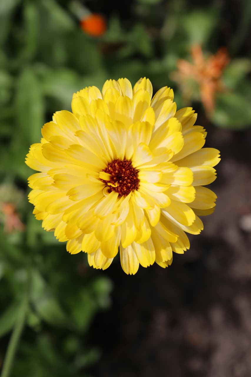 Calendula Mix Flower - Image 2