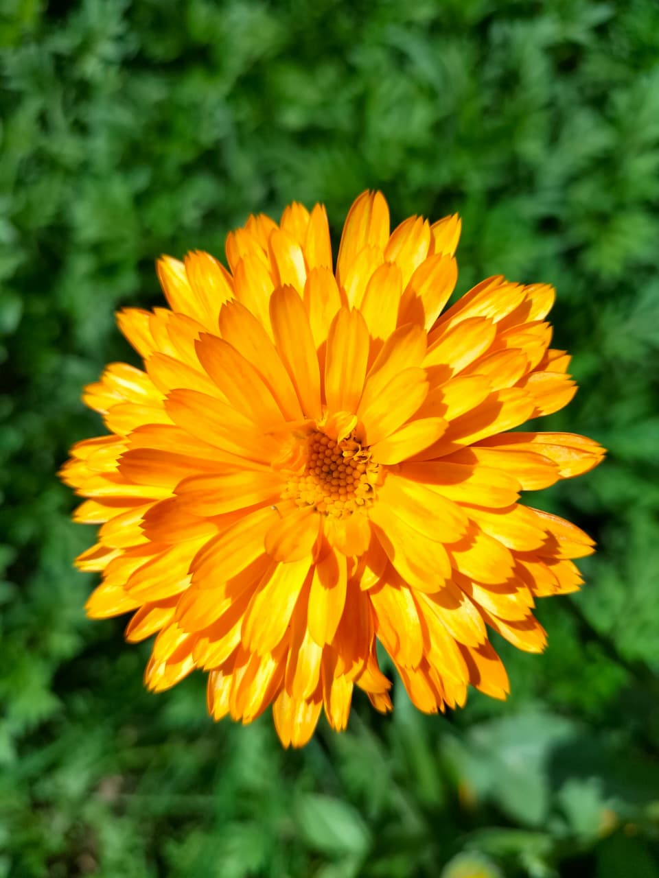 Calendula Mix Flower - Image 3