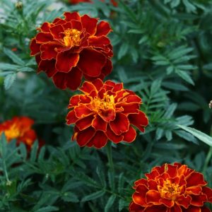 Marigold French Mix Flower