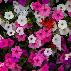 Petunia Mix Flower