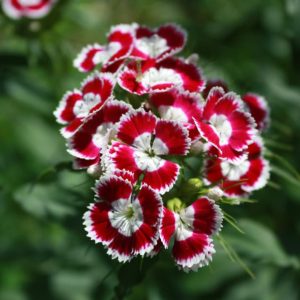 Sweet William Flower