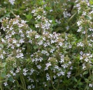 Thyme