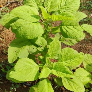 Amaranth Kariyala