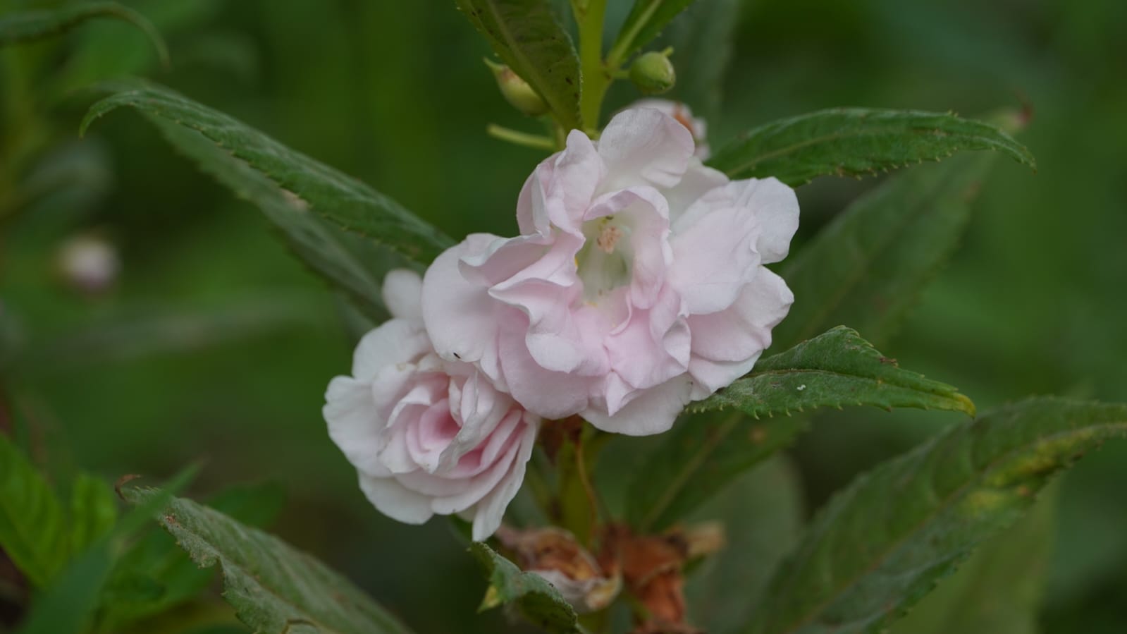 Balsam Multi Petal Mix Flower - Image 2