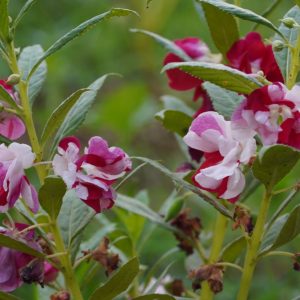 Balsam Multi Petal Mix Flower