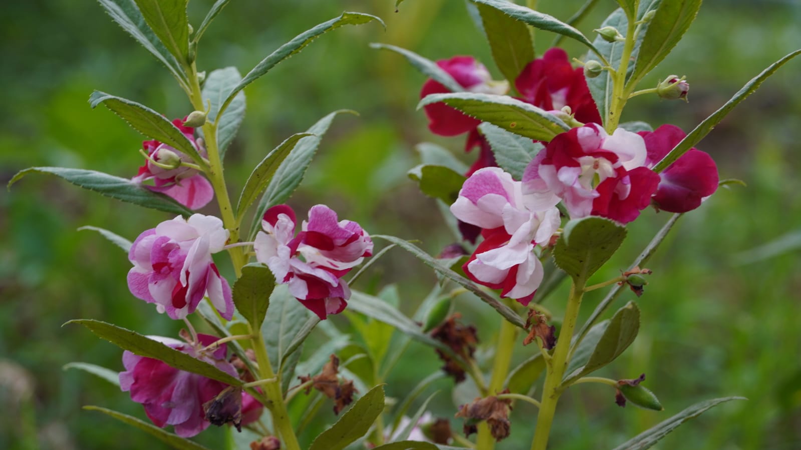 Balsam Multi Petal Mix Flower
