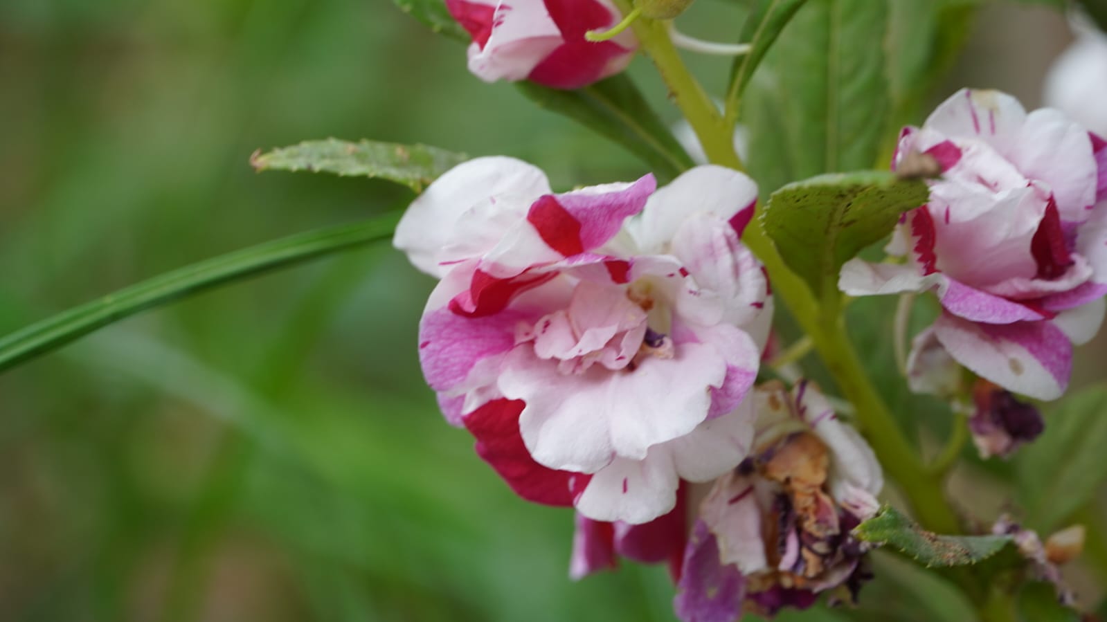 Balsam Multi Petal Mix Flower - Image 3
