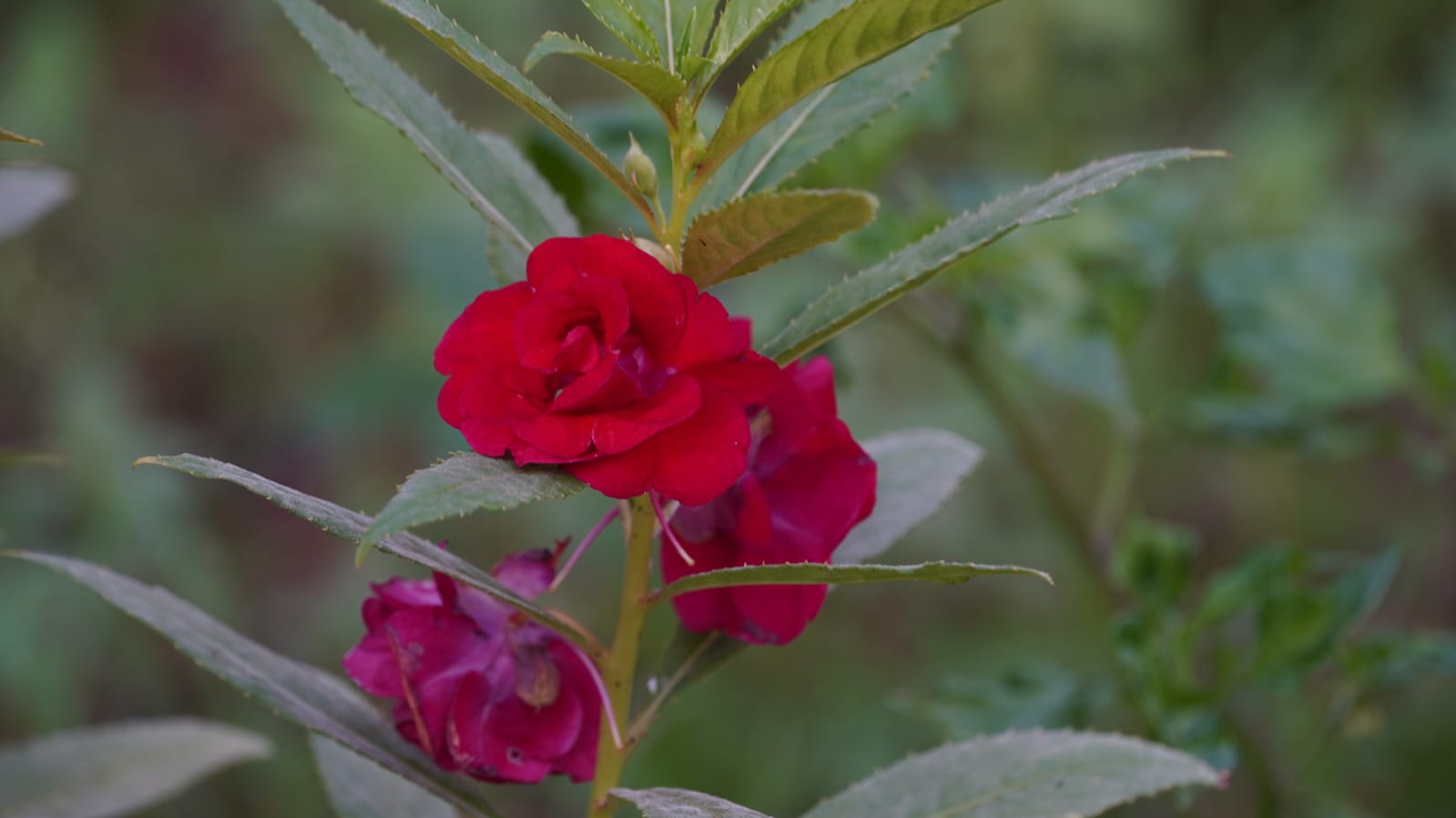 Balsam Multi Petal Mix Flower - Image 4