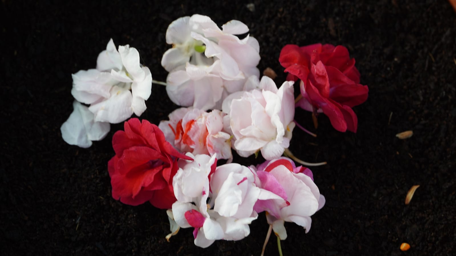 Balsam Multi Petal Mix Flower - Image 5