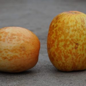 Desi Melon
