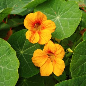 Nasturtium Flower