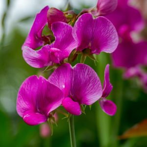 Sweet Pea Flower