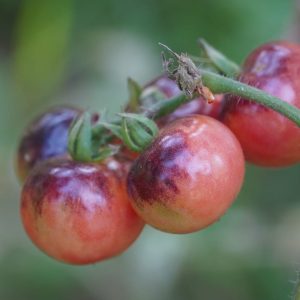 Tomato Indigo Cherry
