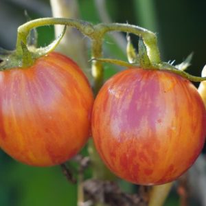 Tomato Sunrise Bumble Bee