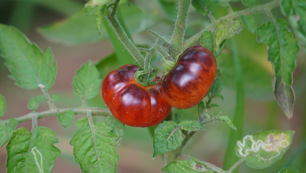 Red Ruby Tomato - Image 5