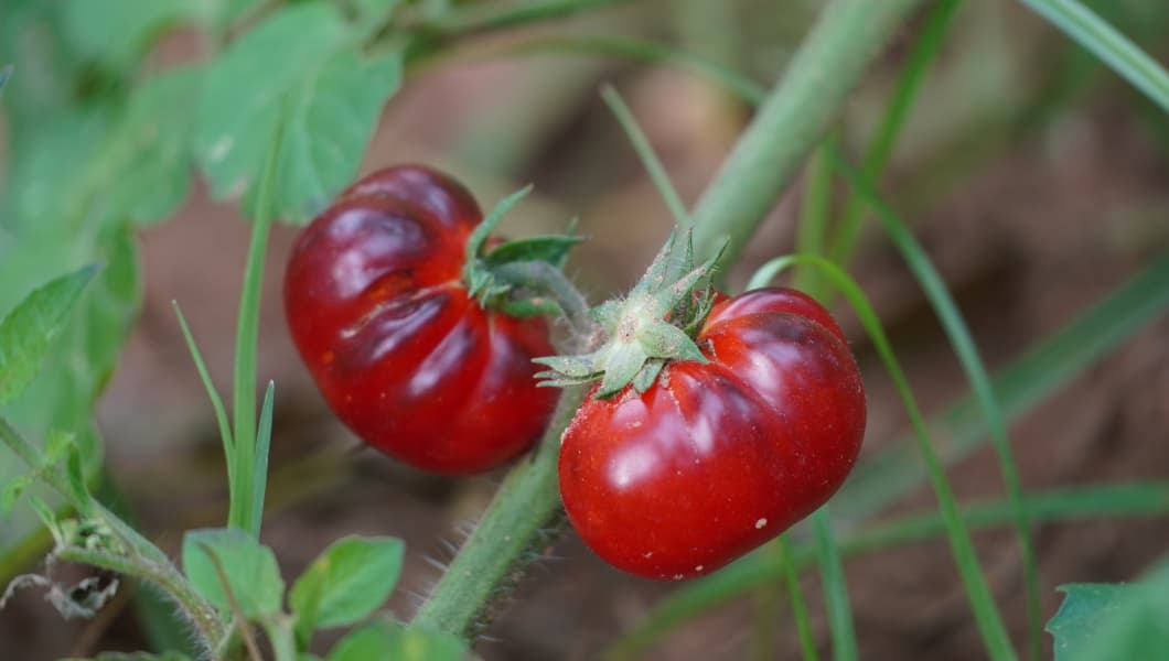 Red Ruby Tomato - Image 4