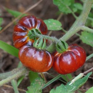 Red Ruby Tomato
