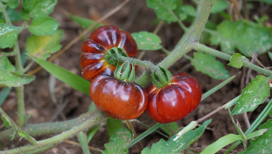 Red Ruby Tomato