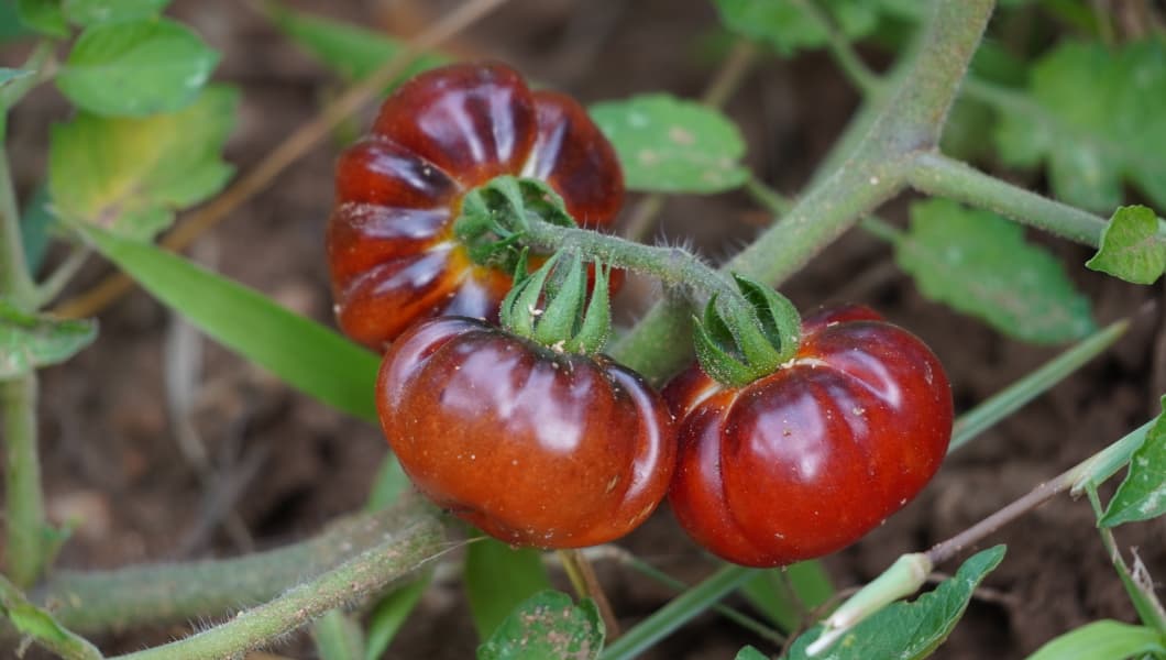 Red Ruby Tomato - Image 3