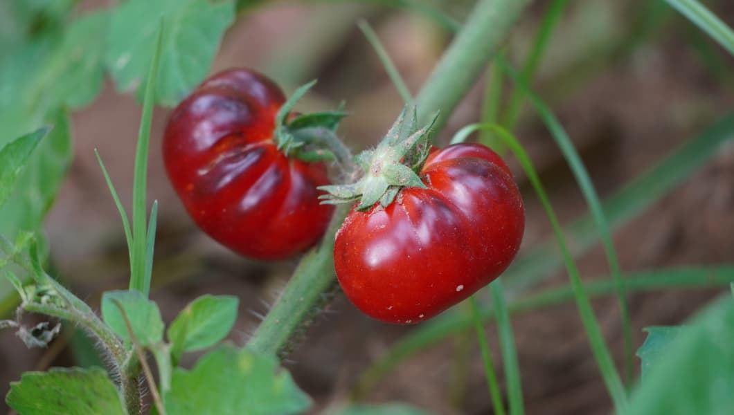 Red Ruby Tomato - Image 2