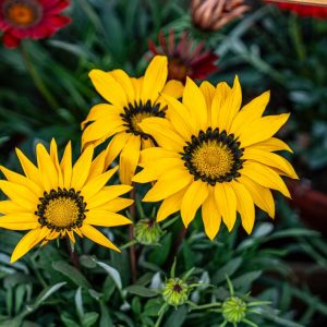 Gazania Sunshine