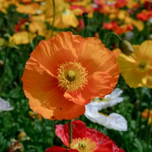 Iceland Poppy Mix