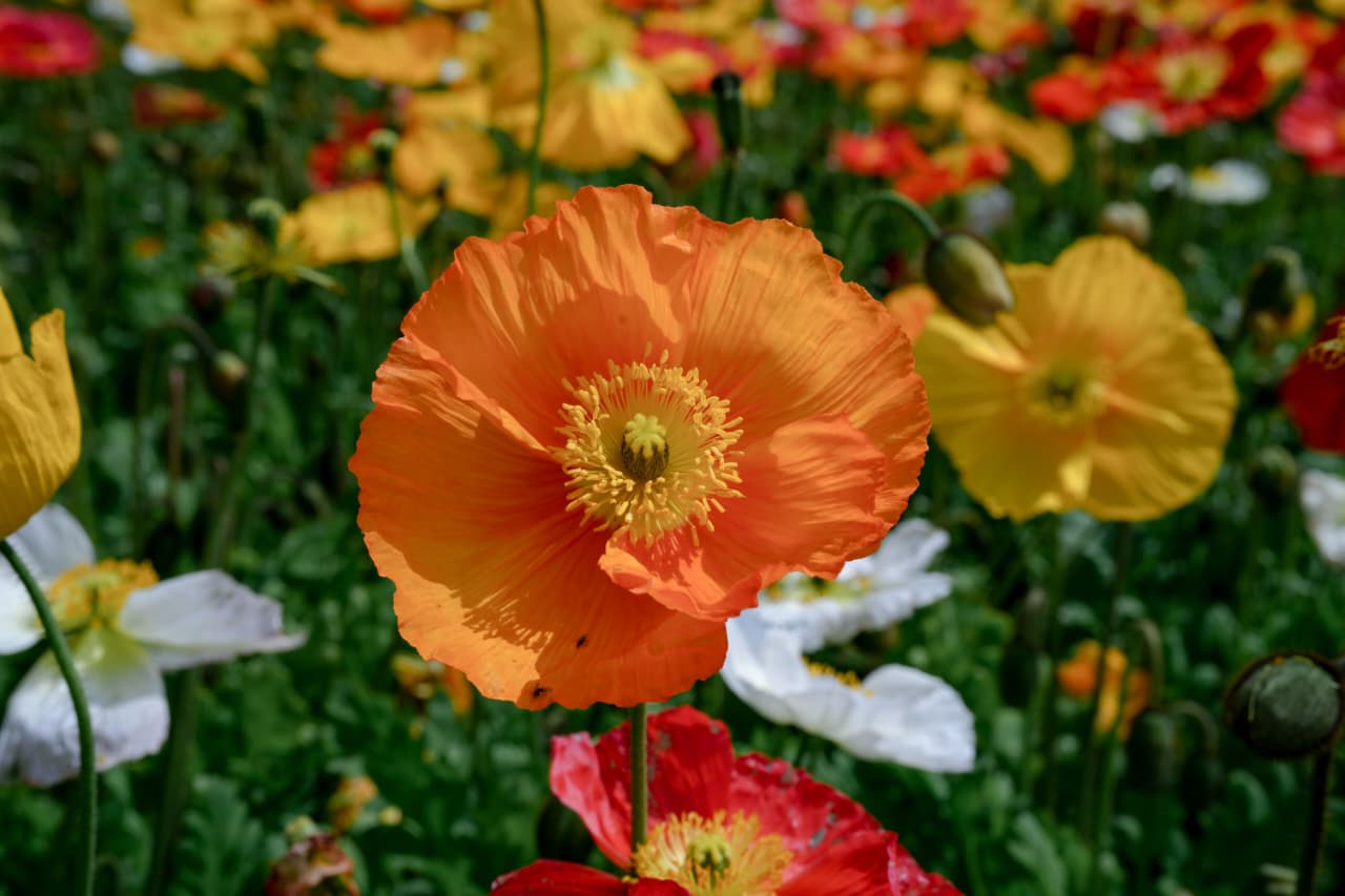 Iceland Poppy Mix