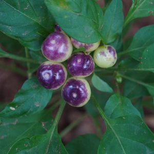 Ornamental Dwarf Chilli