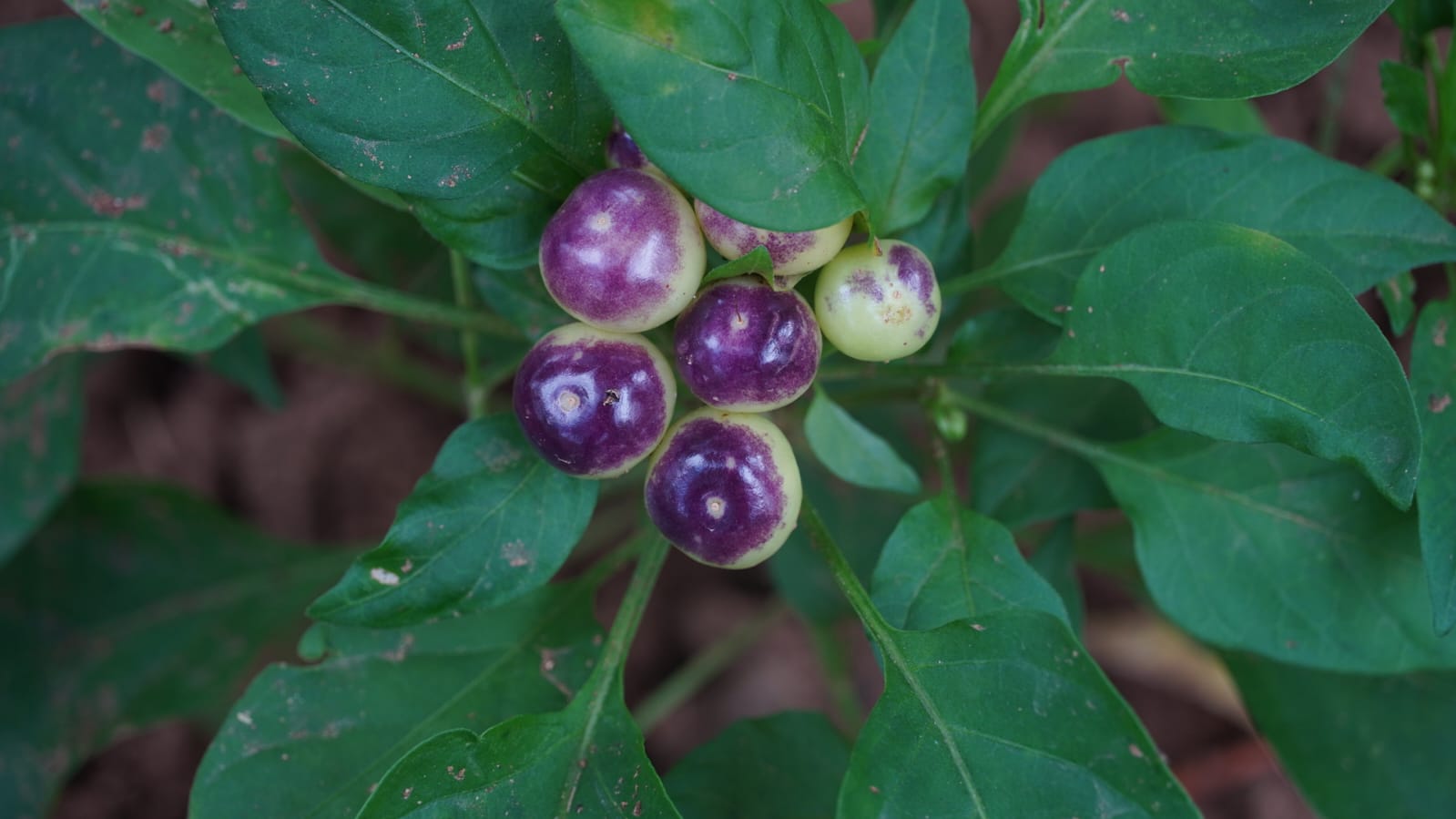 Ornamental Dwarf Chilli