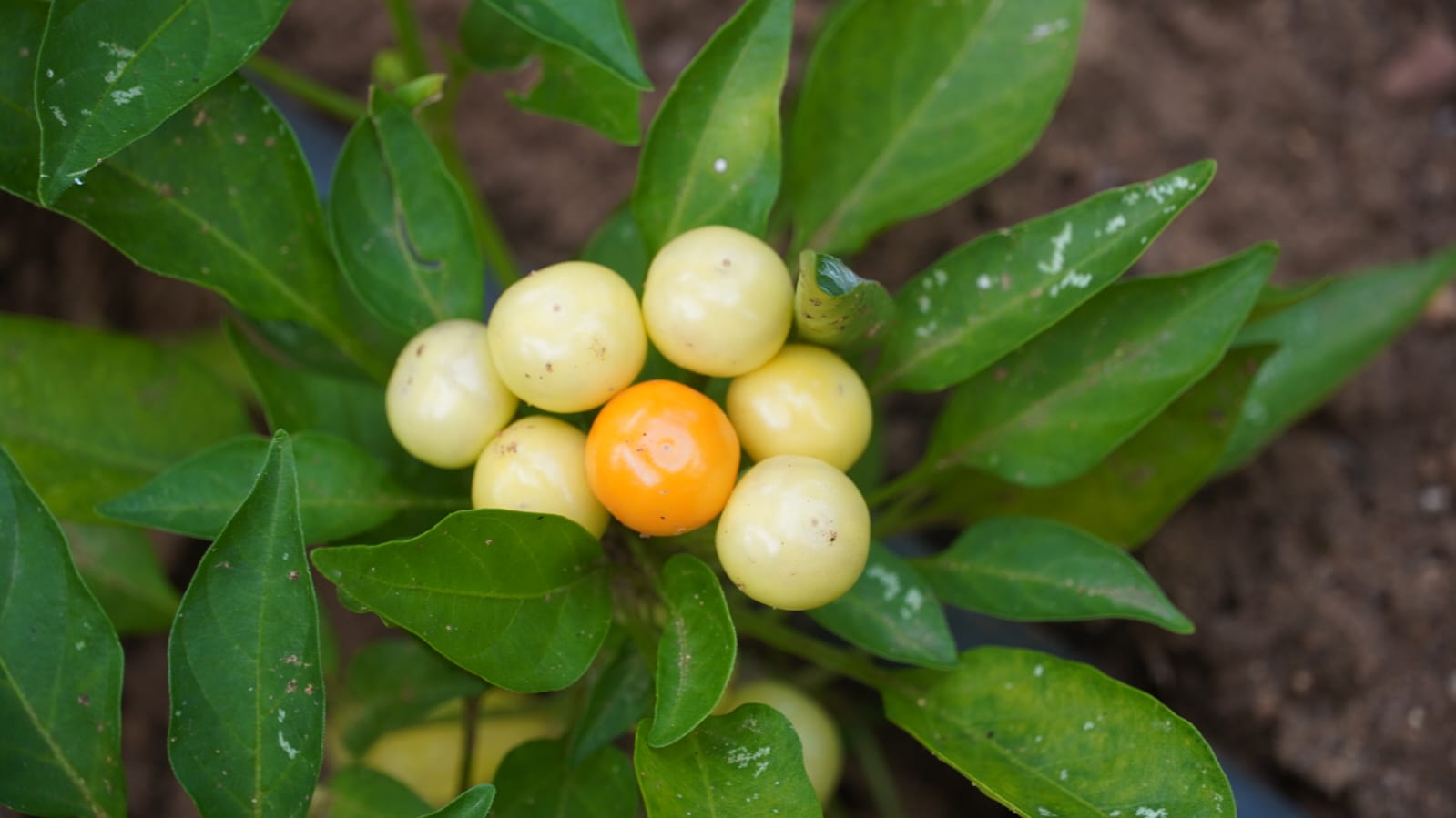 Ornamental Dwarf Chilli - Image 2