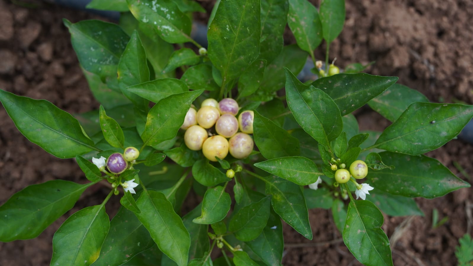 Ornamental Dwarf Chilli - Image 4